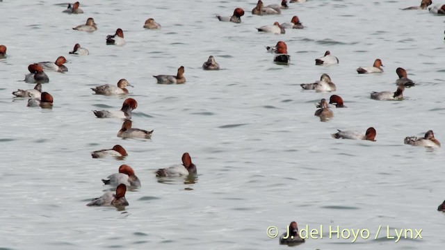 Common Pochard - ML201481021