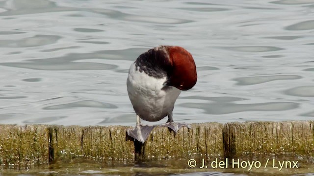 Common Pochard - ML201481031