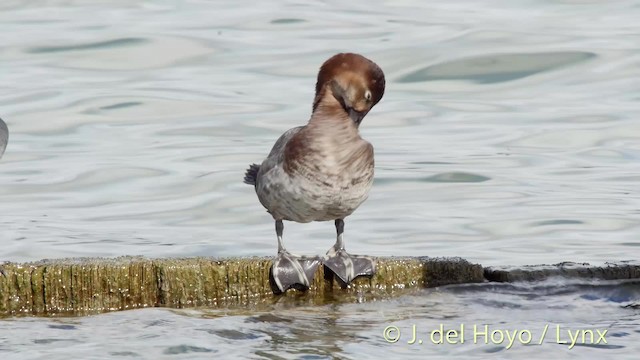 Common Pochard - ML201481041