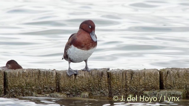 Ferruginous Duck - ML201481051