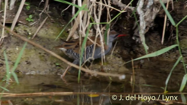 Water Rail - ML201481091