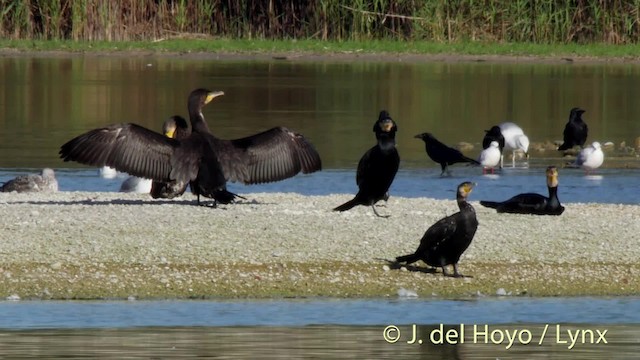 Cormorán Grande (euroasiático) - ML201481171