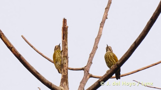 Melancholy Woodpecker - ML201481341