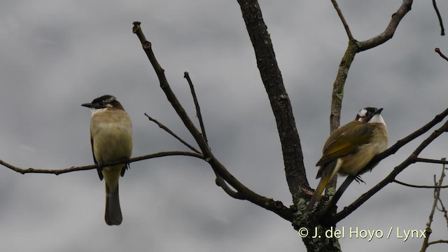 Light-vented Bulbul (sinensis) - ML201481371