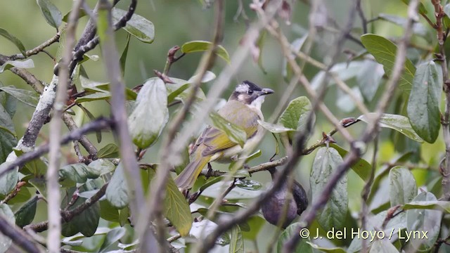 Light-vented Bulbul (sinensis) - ML201481391