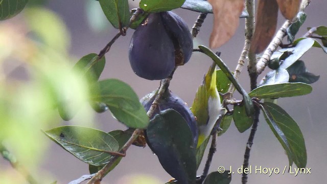 Swinhoe's White-eye - ML201481401