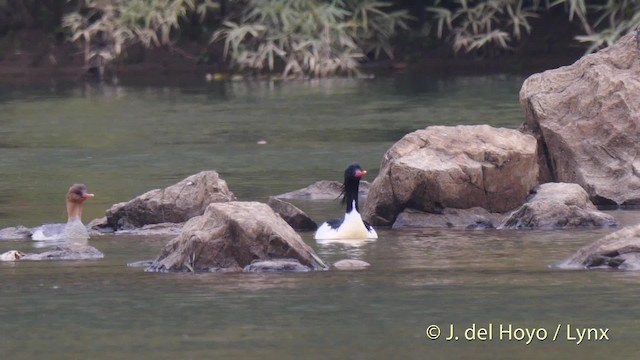 Scaly-sided Merganser - ML201481441