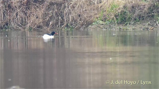 Scaly-sided Merganser - ML201481451