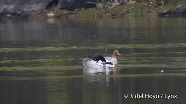 Scaly-sided Merganser - ML201481461