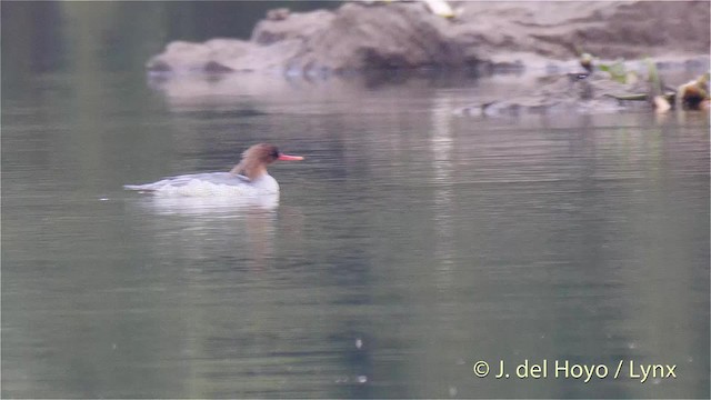 Scaly-sided Merganser - ML201481471