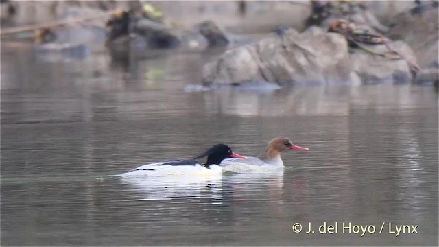 Scaly-sided Merganser - ML201481481