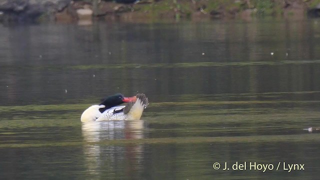 Scaly-sided Merganser - ML201481491