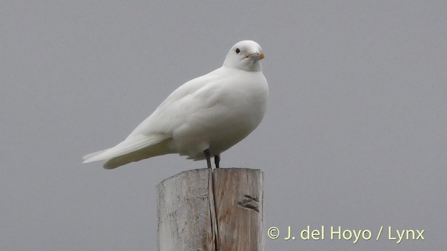 Белая чайка - ML201481571