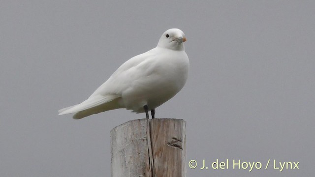 Ivory Gull - ML201481571