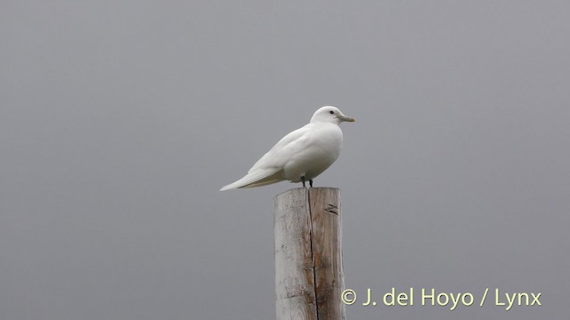 Ivory Gull - ML201481581