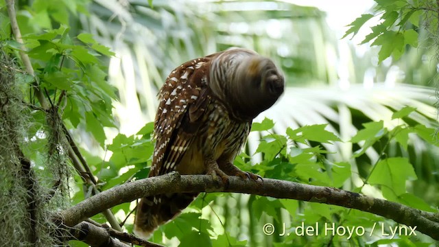 Barred Owl - ML201481601