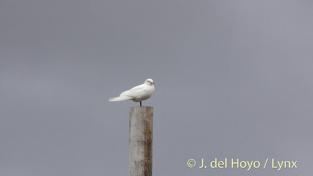 Ivory Gull - ML201481621