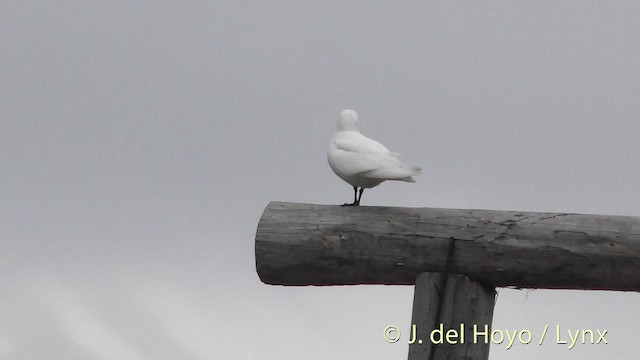 Белая чайка - ML201481631