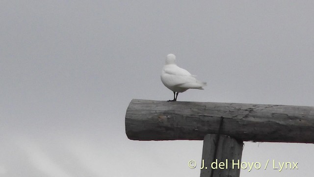 Ivory Gull - ML201481631