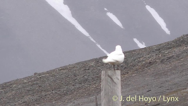 Ivory Gull - ML201481641