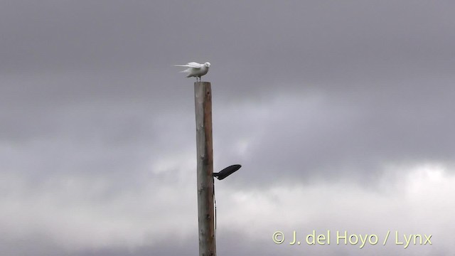 Ivory Gull - ML201481651