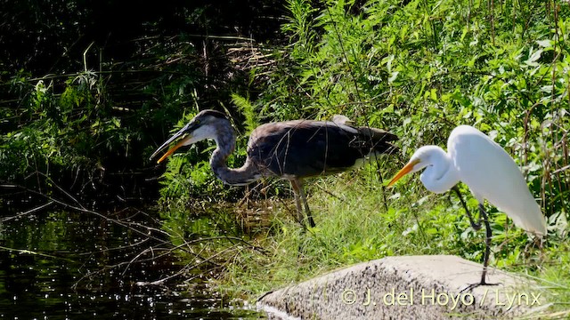 Grande Aigrette (egretta) - ML201481711