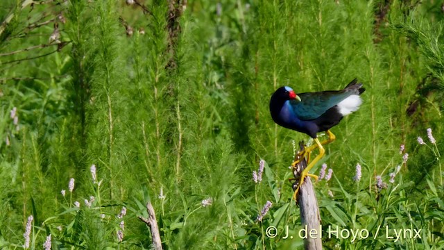 Purple Gallinule - ML201481721