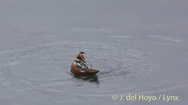 Red Phalarope - ML201481901