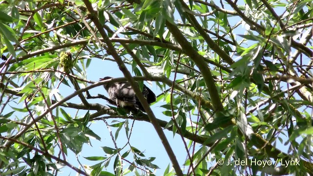 rákosník obecný (ssp. scirpaceus) - ML201482131