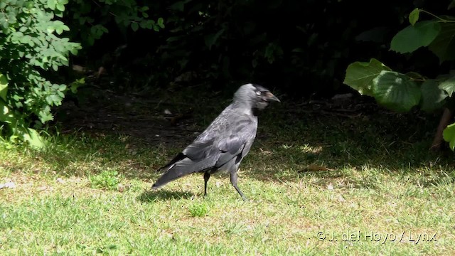 Eurasian Jackdaw - ML201482371