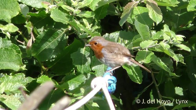 European Robin - ML201482381