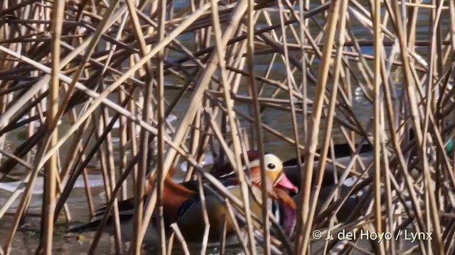 Mandarin Duck - ML201482441