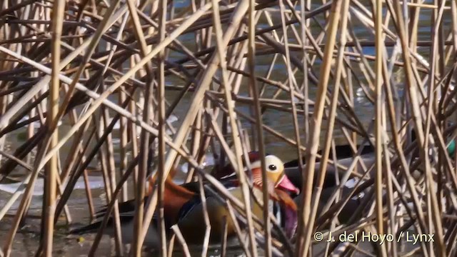 Canard mandarin - ML201482441