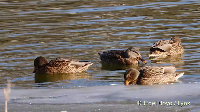 Canard colvert - ML201482451