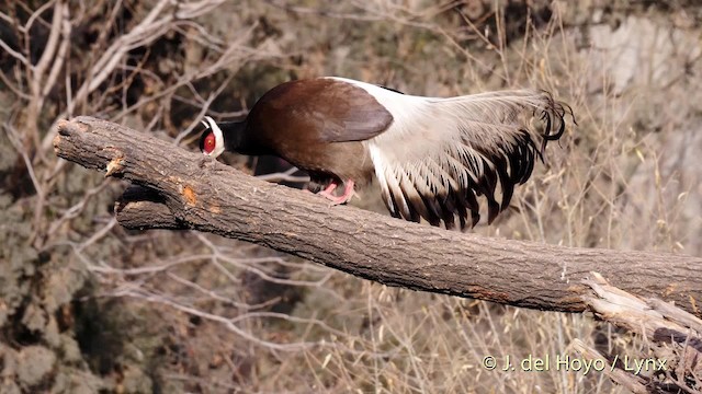 Brown Eared-Pheasant - ML201482511