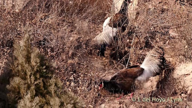 Brown Eared-Pheasant - ML201482531