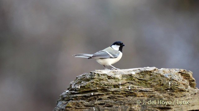 Mésange de Chine (groupe minor) - ML201482631