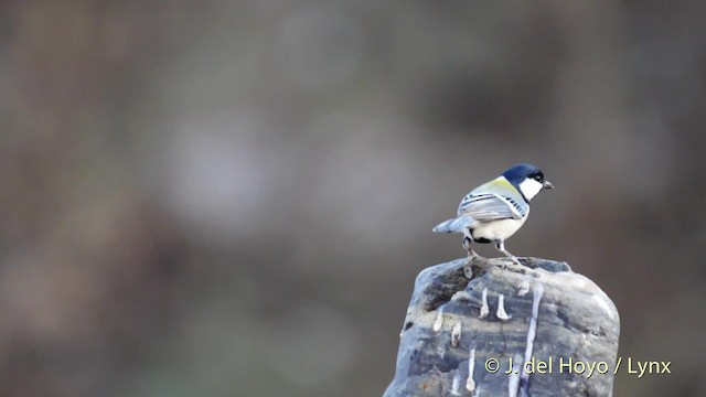 Mésange de Chine (groupe minor) - ML201482641