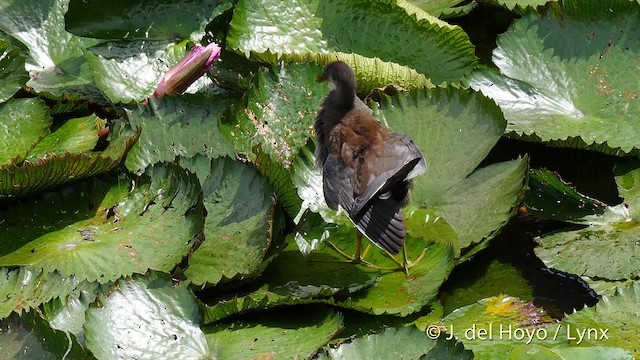 Common Gallinule (American) - ML201482661