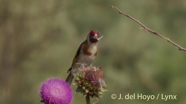 Chardonneret élégant (groupe carduelis) - ML201482681