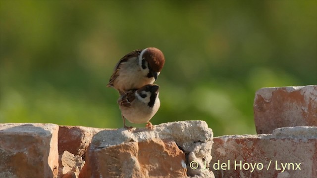 Eurasian Tree Sparrow - ML201482691