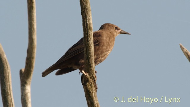 European Starling - ML201482711