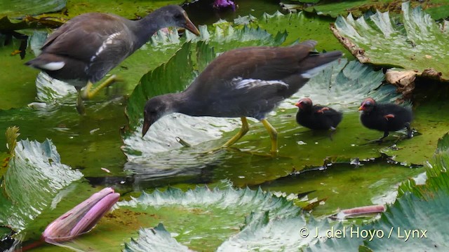 Common Gallinule (American) - ML201482721