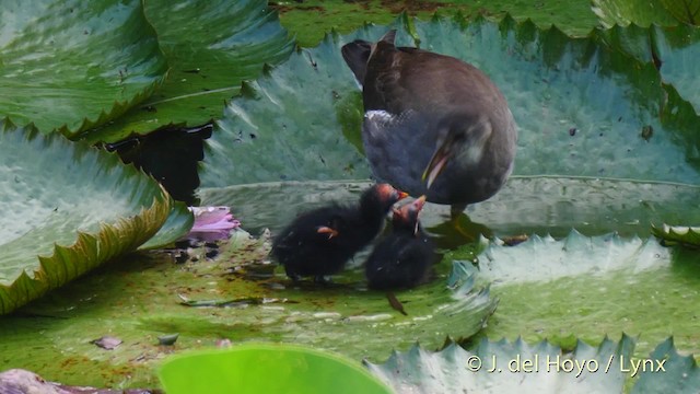 Common Gallinule (American) - ML201482731