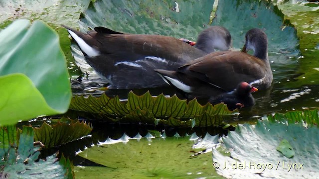 Common Gallinule (American) - ML201482741