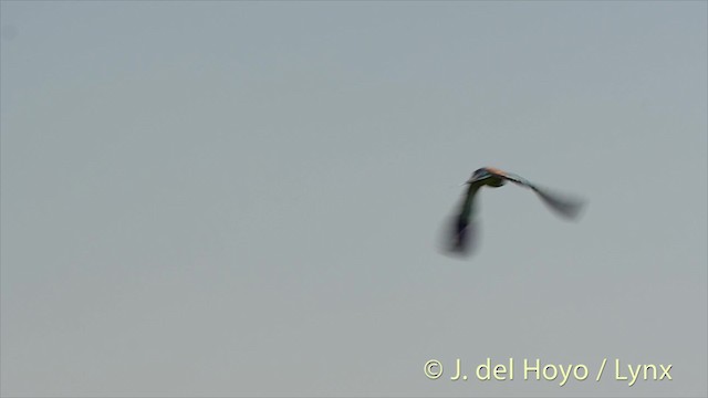 European Roller - ML201482801