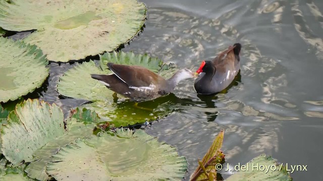 Common Gallinule (American) - ML201482811