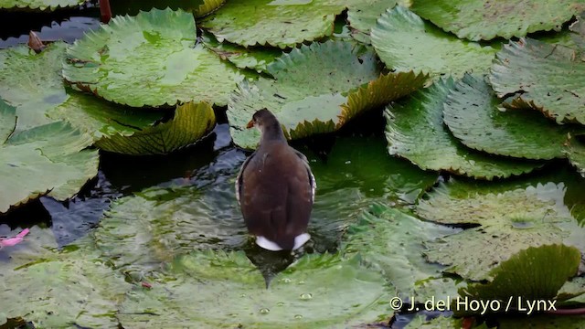 Американская камышница [группа galeata] - ML201482821