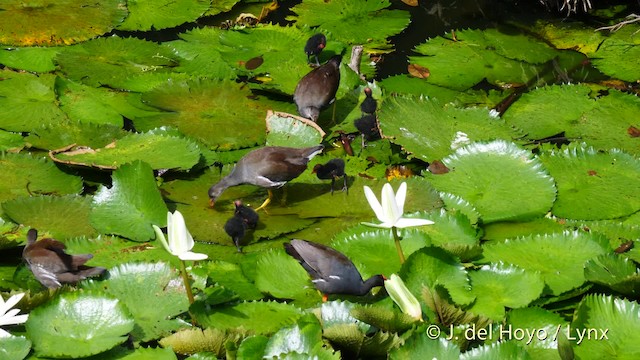 Common Gallinule (American) - ML201482831