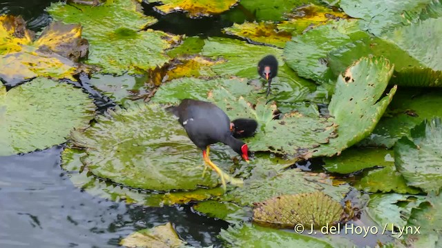 Common Gallinule (American) - ML201482841